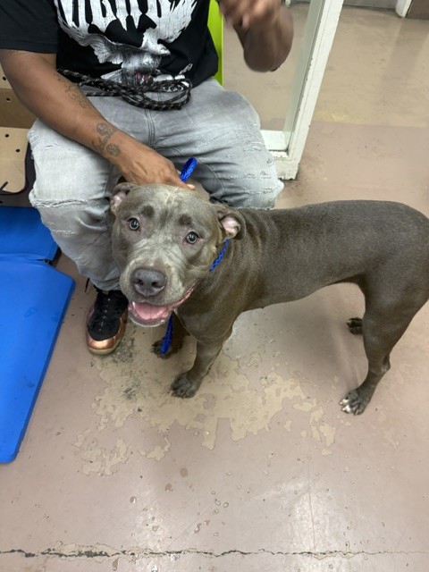 American Pit Bull Terrier at Chicago Animal Care and Control