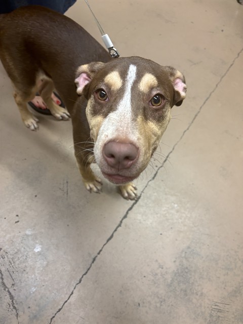 American Pit Bull Terrier at Chicago Animal Care and Control