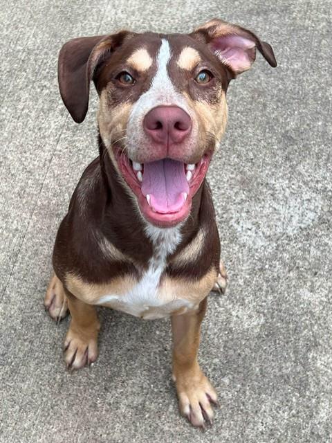 Bronwen available through Chicago Animal Care and Control