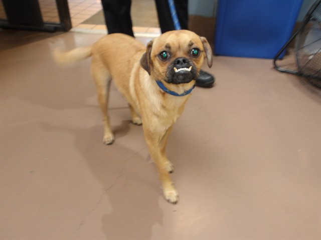 Pug at Chicago Animal Care and Control