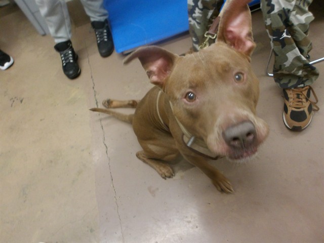 American Pit Bull Terrier at Chicago Animal Care and Control