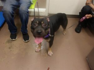 Niamh, adoptable American Bulldog / Bulldog at Chicago Animal Care and Control