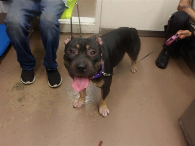 American Bulldog / Bulldog at Chicago Animal Care and Control