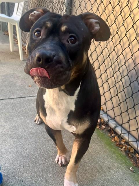 Niamh available through Chicago Animal Care and Control