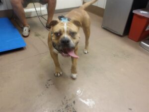 Rocky, adoptable American Pit Bull Terrier at Chicago Animal Care and Control