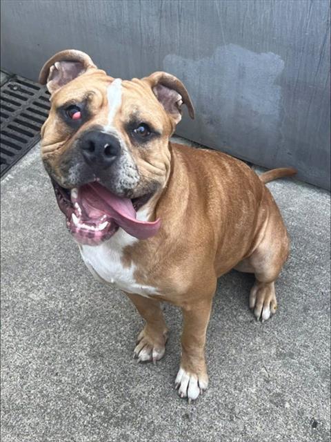 Gavin available through Chicago Animal Care and Control