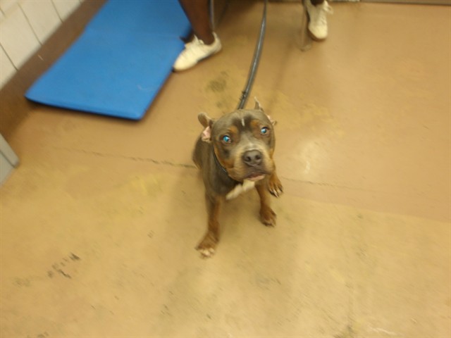 American Pit Bull Terrier at Chicago Animal Care and Control