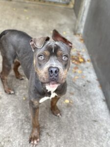 Vegetable Stew, adoptable American Pit Bull Terrier at Chicago Animal Care and Control