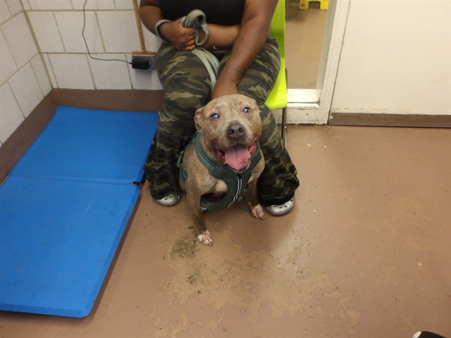 American Pit Bull Terrier at Chicago Animal Care and Control