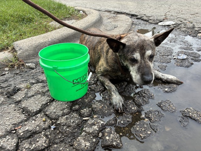 American Pit Bull Terrier / Bull Terrier / German Shepherd Dog at Chicago Animal Care and Control
