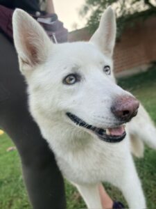 Leche, adoptable Siberian Husky at Chicago Animal Care and Control