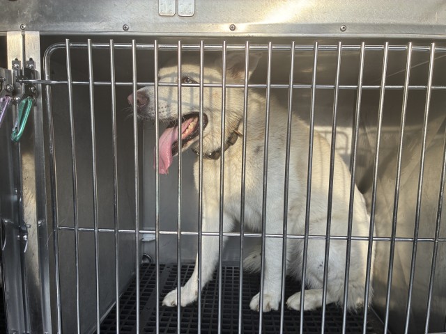 Siberian Husky at Chicago Animal Care and Control