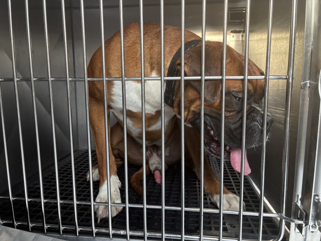 Boxer at Chicago Animal Care and Control