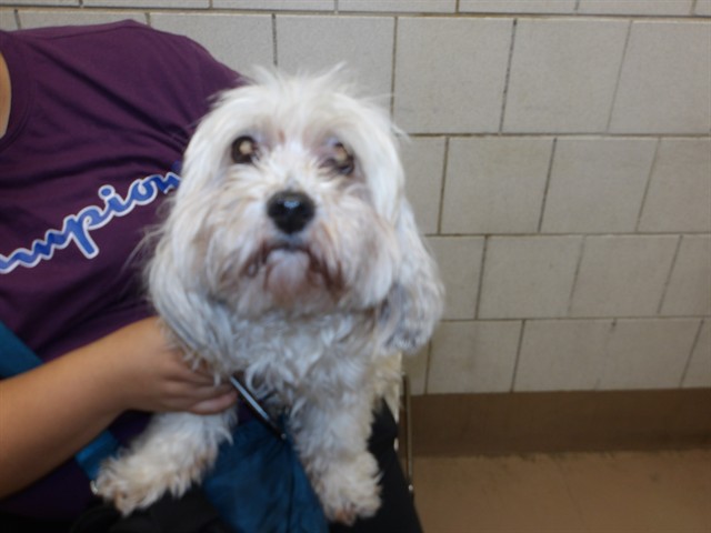 Shih Tzu at Chicago Animal Care and Control