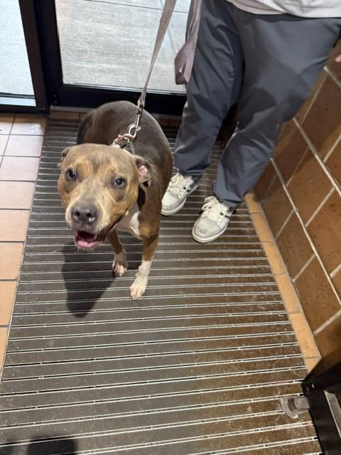 American Pit Bull Terrier at Chicago Animal Care and Control