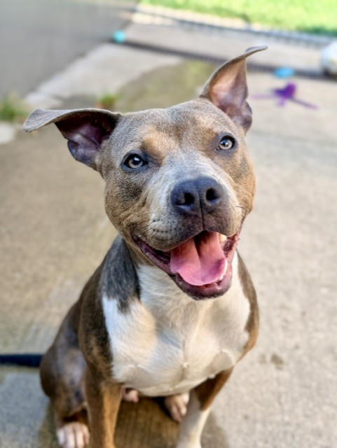 Limonera available through Chicago Animal Care and Control