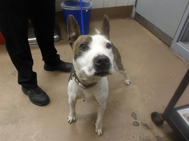 American Pit Bull Terrier at Chicago Animal Care and Control