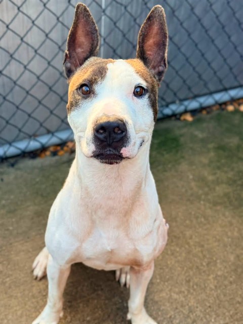 Dillinger available through Chicago Animal Care and Control