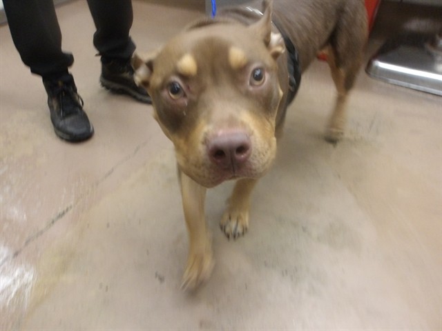 American Pit Bull Terrier at Chicago Animal Care and Control