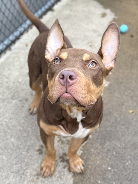 Fuji available through Chicago Animal Care and Control