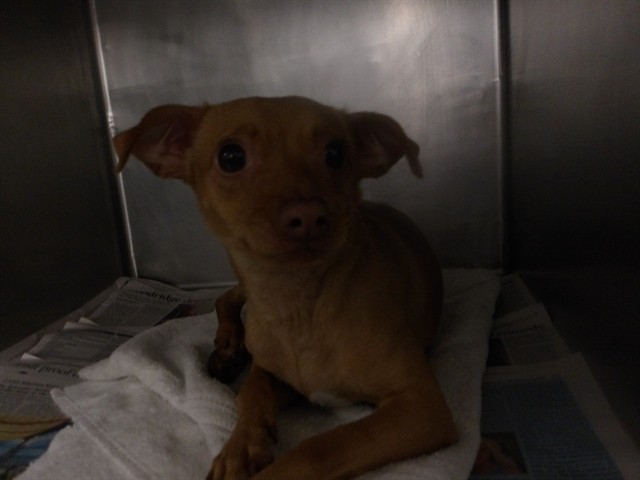 Chihuahua at Chicago Animal Care and Control