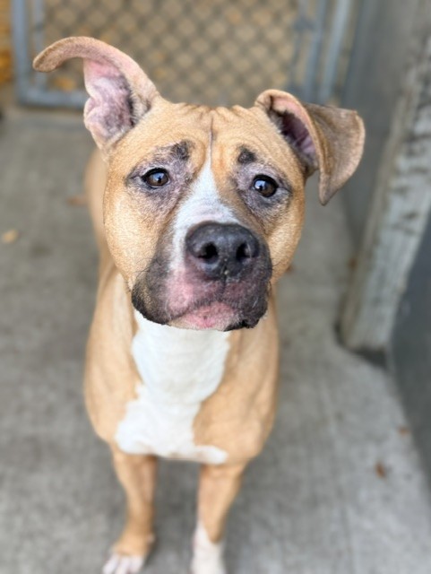 Svanasana available through Chicago Animal Care and Control