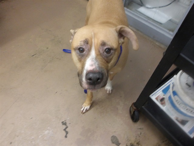 American Pit Bull Terrier at Chicago Animal Care and Control