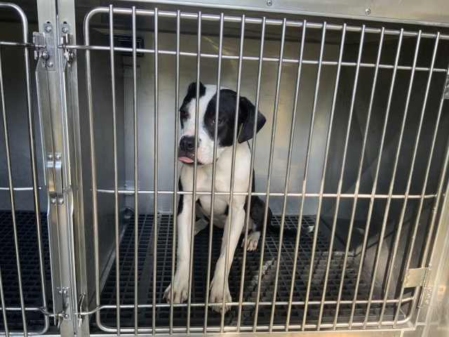 American Pit Bull Terrier at Chicago Animal Care and Control