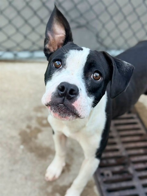 Robyn available through Chicago Animal Care and Control