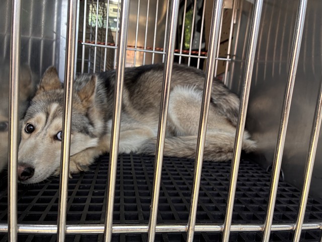 Siberian Husky at Chicago Animal Care and Control
