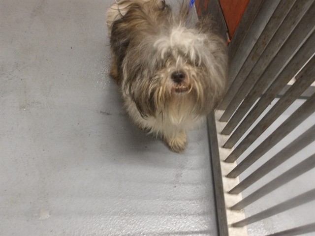 Dog A320101 at Chicago Animal Care and Control