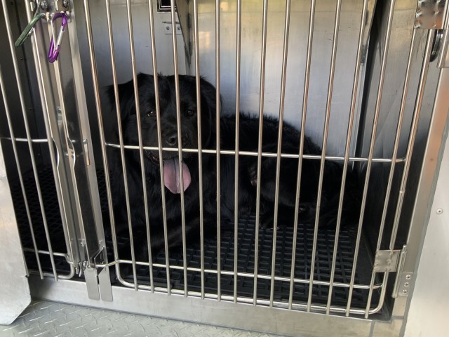Brandon at Chicago Animal Care and Control