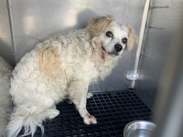 Pomeranian at Chicago Animal Care and Control