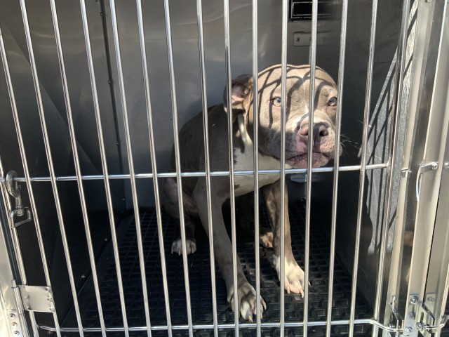 American Pit Bull Terrier at Chicago Animal Care and Control