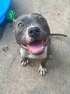 Melvin, adoptable American Pit Bull Terrier at Chicago Animal Care and Control