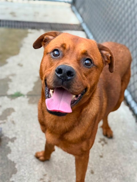 Kravitz at Chicago Animal Care and Control