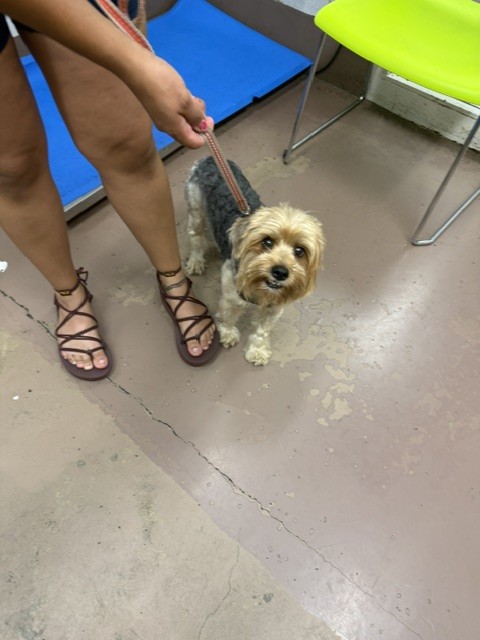Yorkshire Terrier at Chicago Animal Care and Control