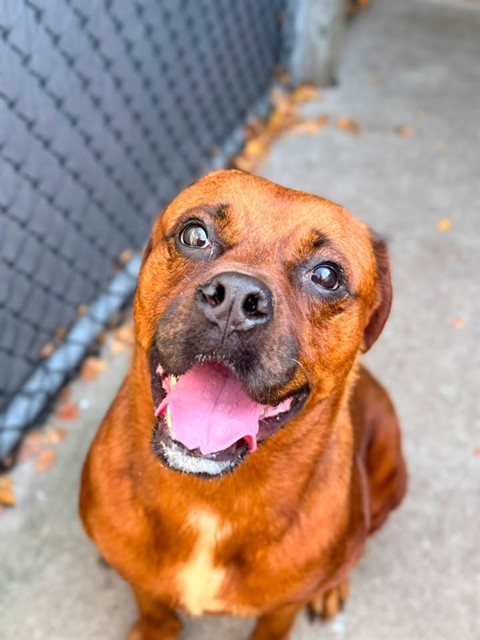 Lennie at Chicago Animal Care and Control