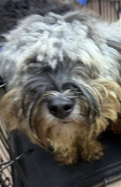 Poodle at Chicago Animal Care and Control