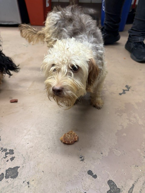 Poodle at Chicago Animal Care and Control