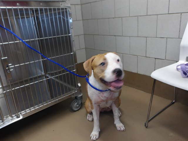 American Pit Bull Terrier at Chicago Animal Care and Control