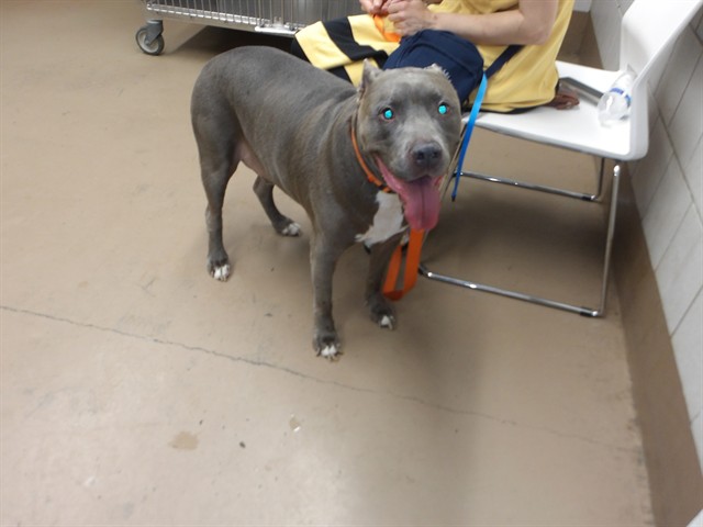 American Pit Bull Terrier at Chicago Animal Care and Control