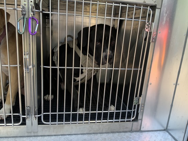 American Pit Bull Terrier at Chicago Animal Care and Control