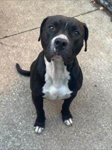 Lamont, adoptable American Pit Bull Terrier at Chicago Animal Care and Control