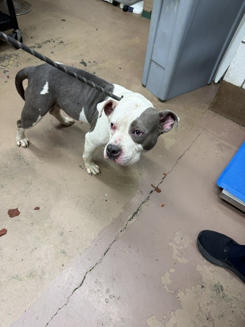 American Pit Bull Terrier at Chicago Animal Care and Control