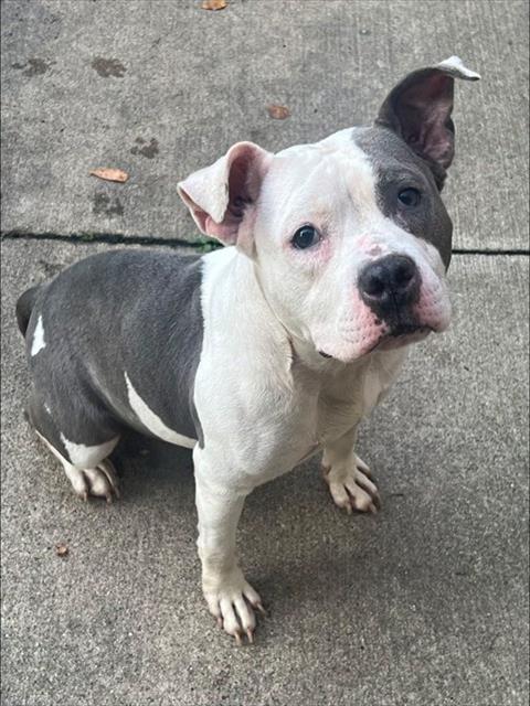 Eloise available through Chicago Animal Care and Control