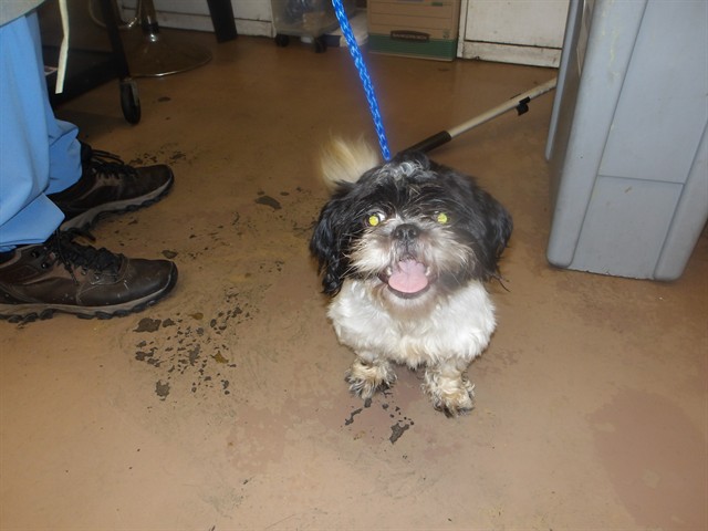 Trouble at Chicago Animal Care and Control