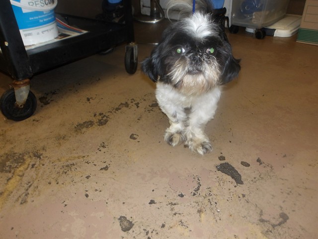 Cookie at Chicago Animal Care and Control
