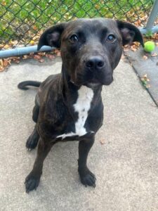 Snickers, adoptable American Pit Bull Terrier at Chicago Animal Care and Control