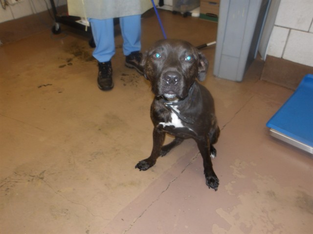 American Pit Bull Terrier at Chicago Animal Care and Control